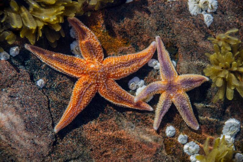 Звезды Белого моря фото превью