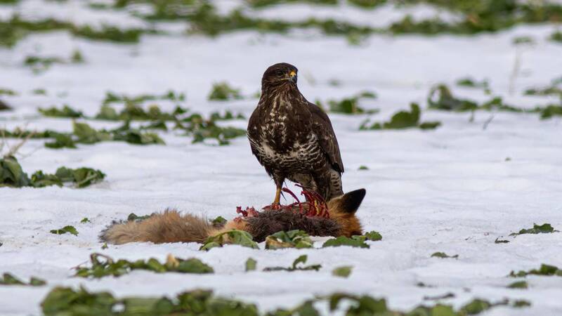 обыкновенный канюк, канюк, сарыч, buteo buteo, common buzzard, buzzard Последняя зима старого лиса фото превью