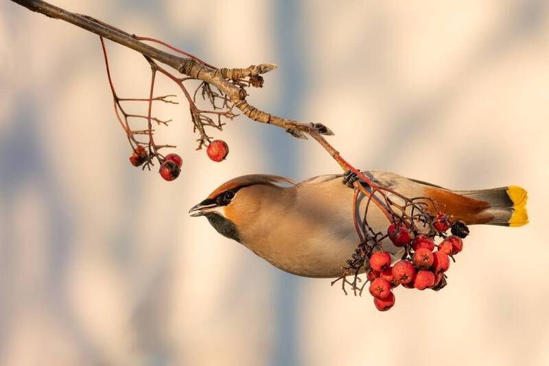 рябина, свиристель, свиристели, птицы  фото превью