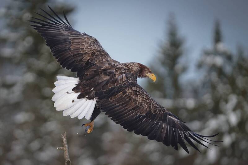Орлан-белохвост фото превью