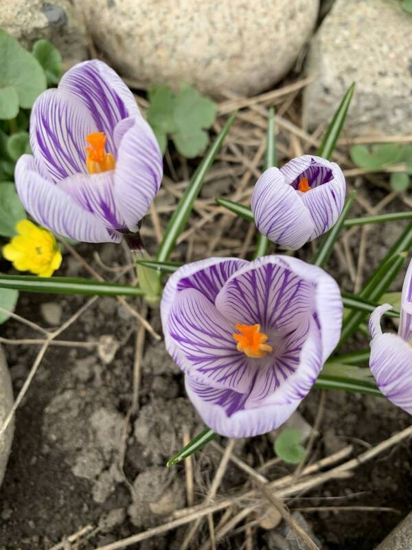 Flowers фото превью