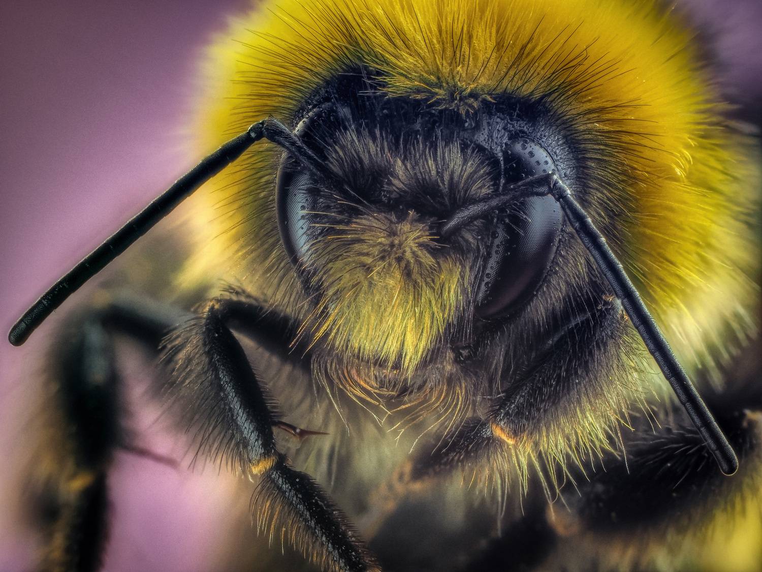 , Олег Савицкий