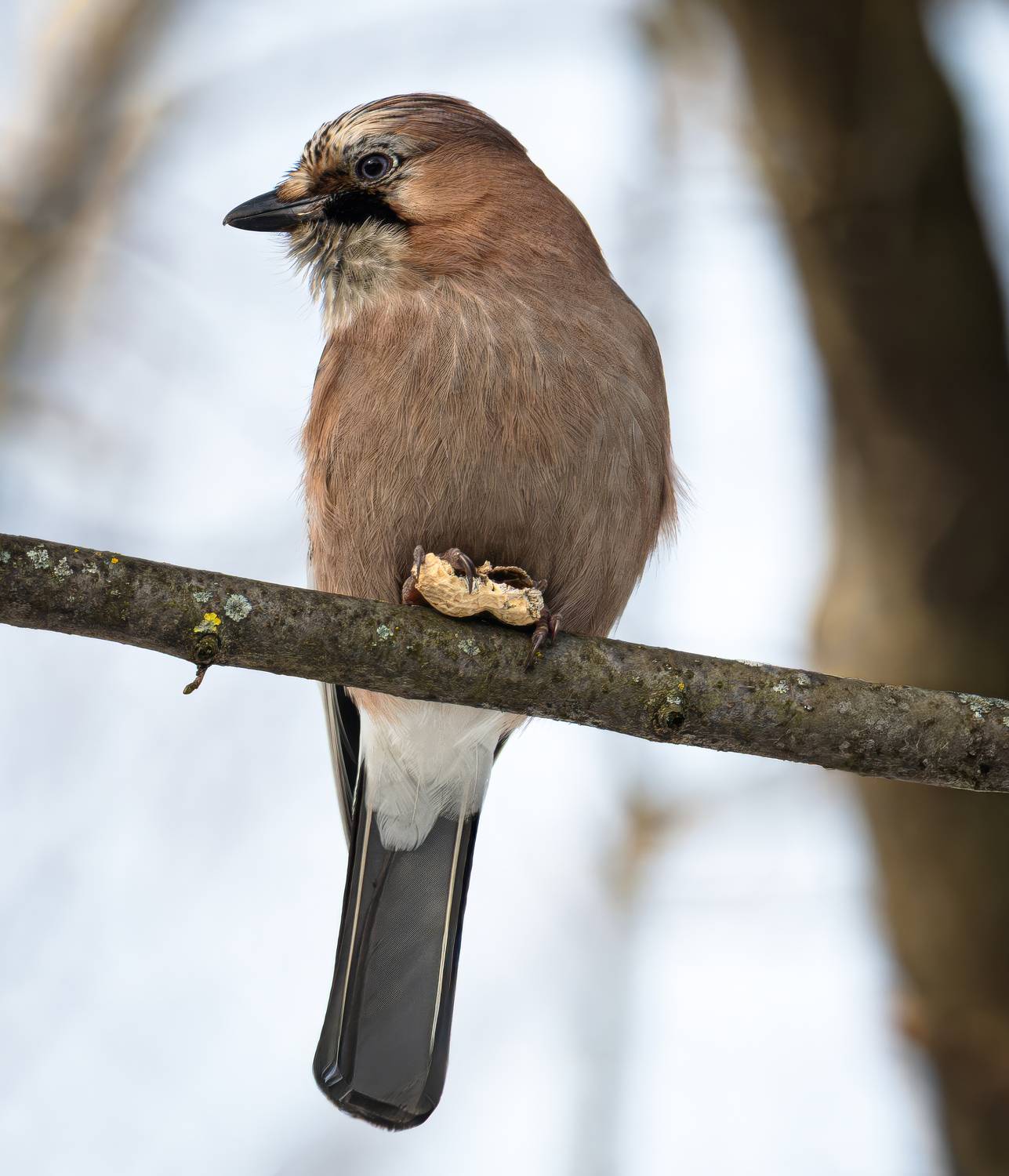 , Курлянцев Алексей