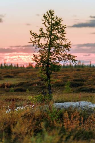 Лиственница