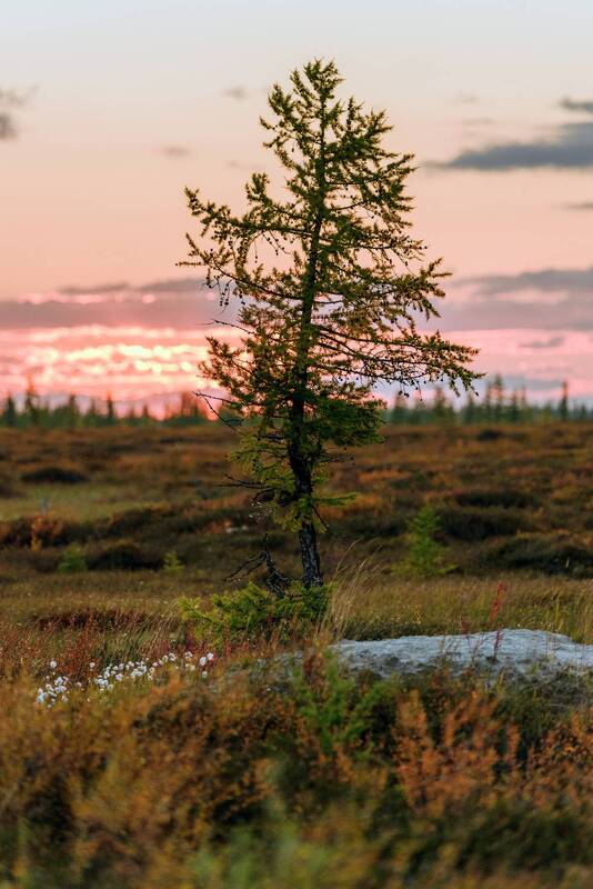 осень, лиственница, дерево, пейзаж, надым, янао Лиственница фото превью