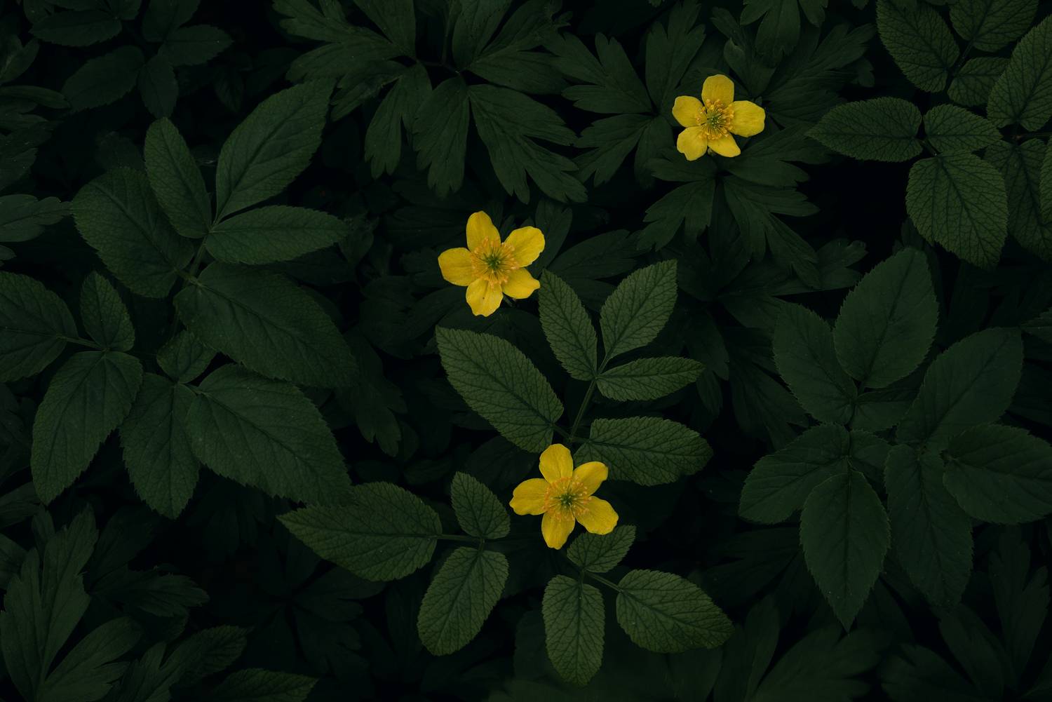 , Захаров Дмитрий