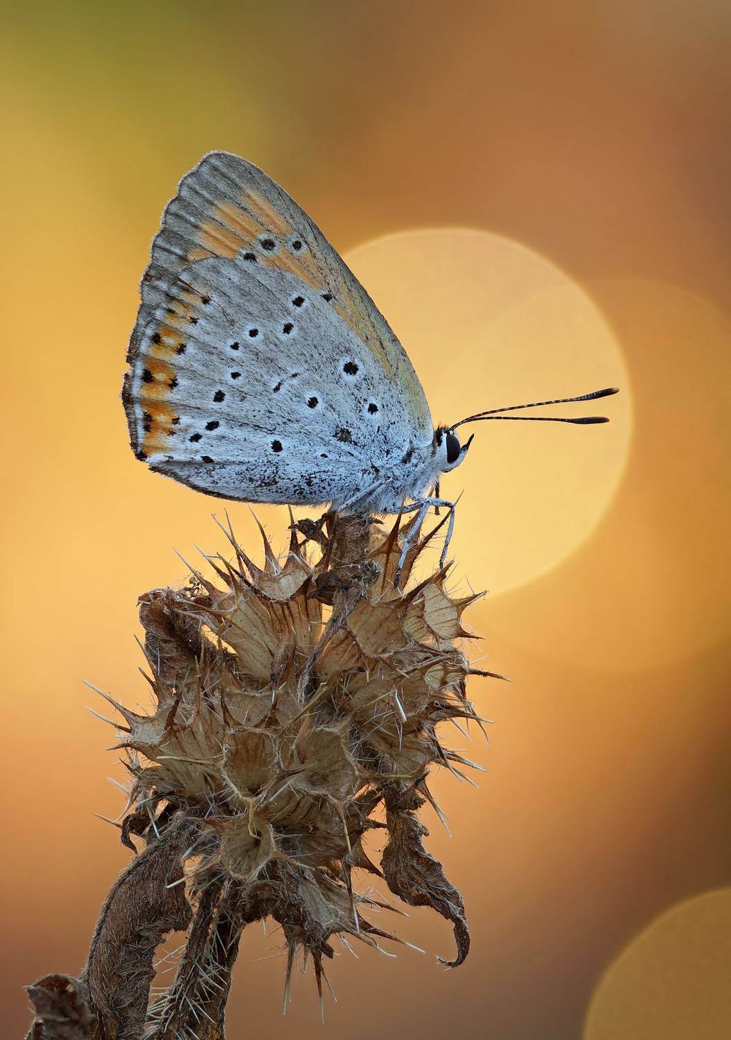 Бабочка, Чепленко Алексей