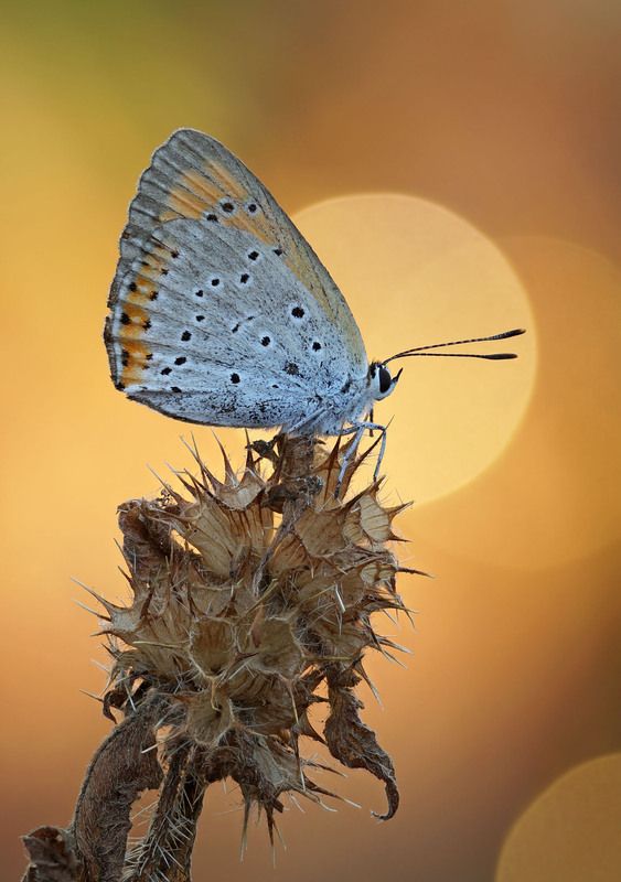 Бабочка *** фото превью