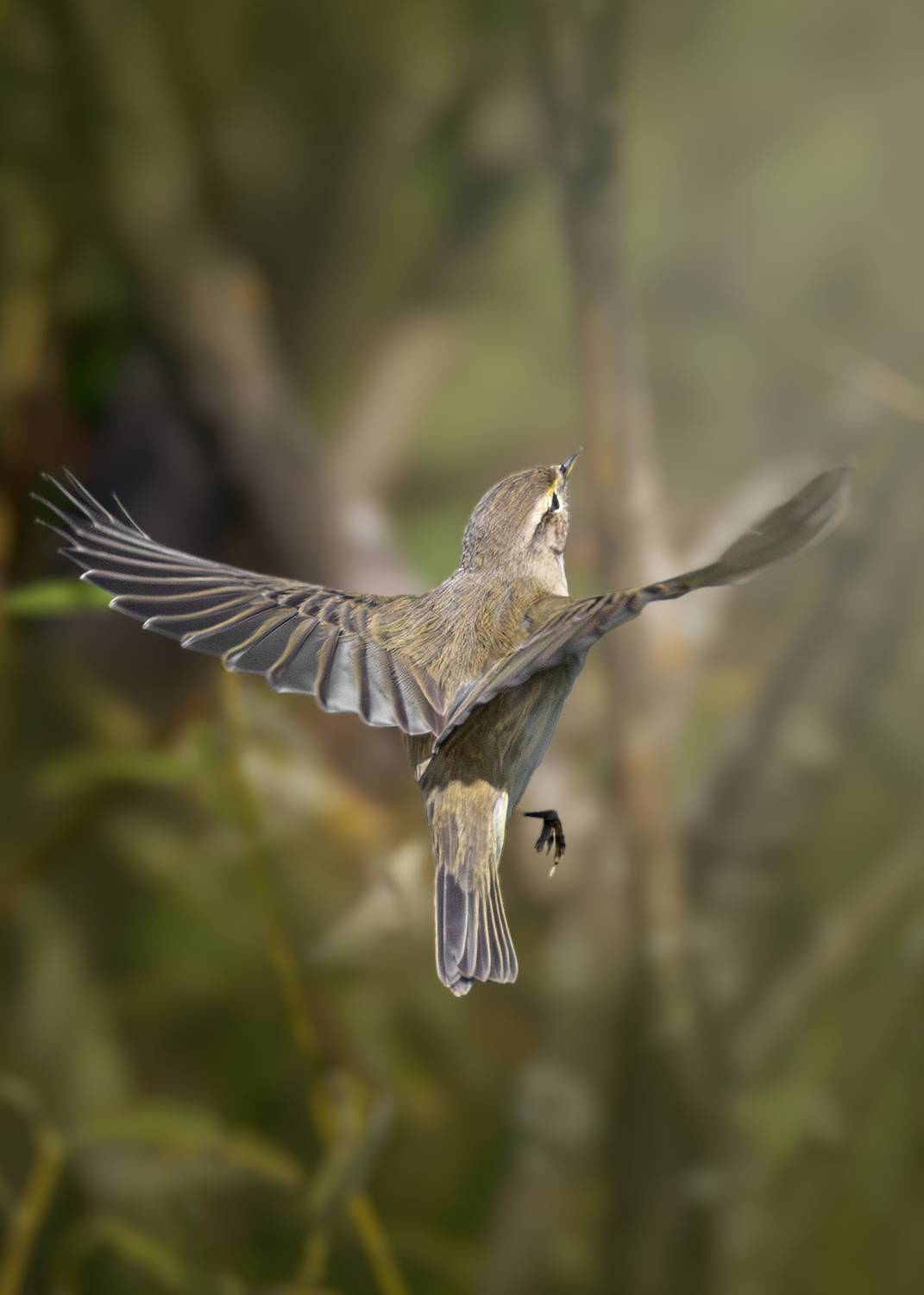 , Полина Шальнева