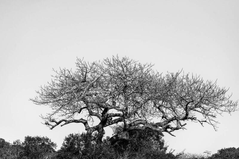 solitary tree, lone tree, black and white, monochrome, imfolozi, hluhluwe imfolozi park, south africa, african landscape, wilderness, nature, dry season, bare tree, dead tree, minimalism, fine art photography, wildlife reserve, african bush, stark landsca Solitary Trees of Imfolozi – A Black and White Portfolio фото превью