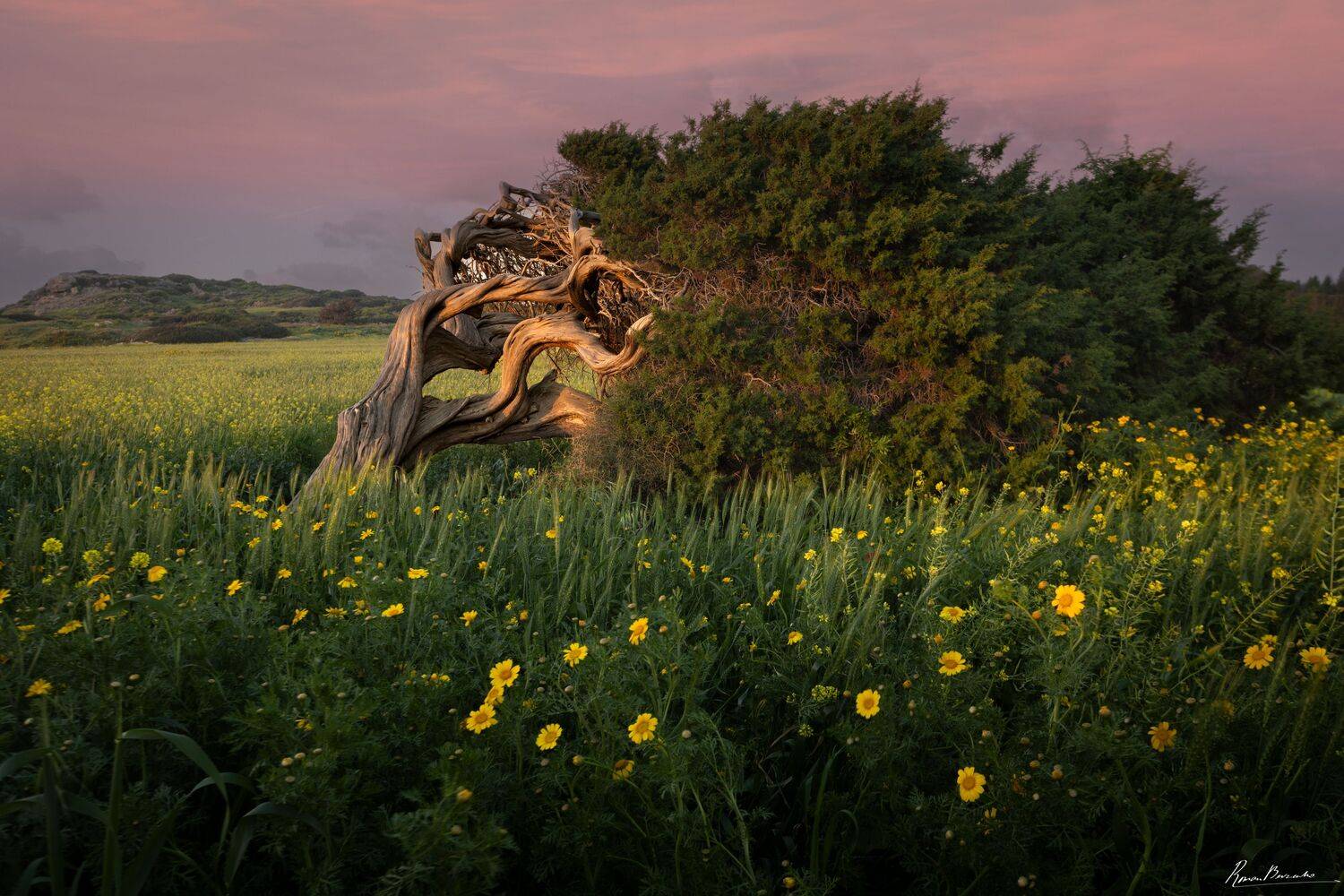 landscape, Juniper, Roman Bevzenko