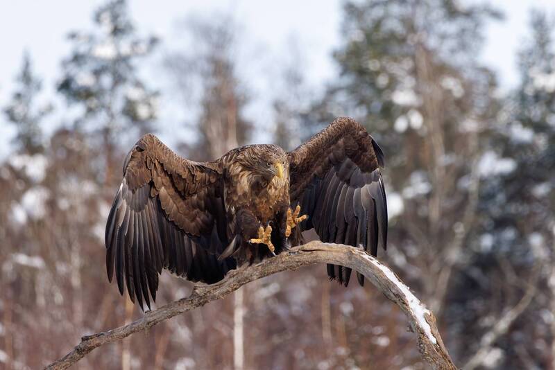 Мягкая посадка фото превью