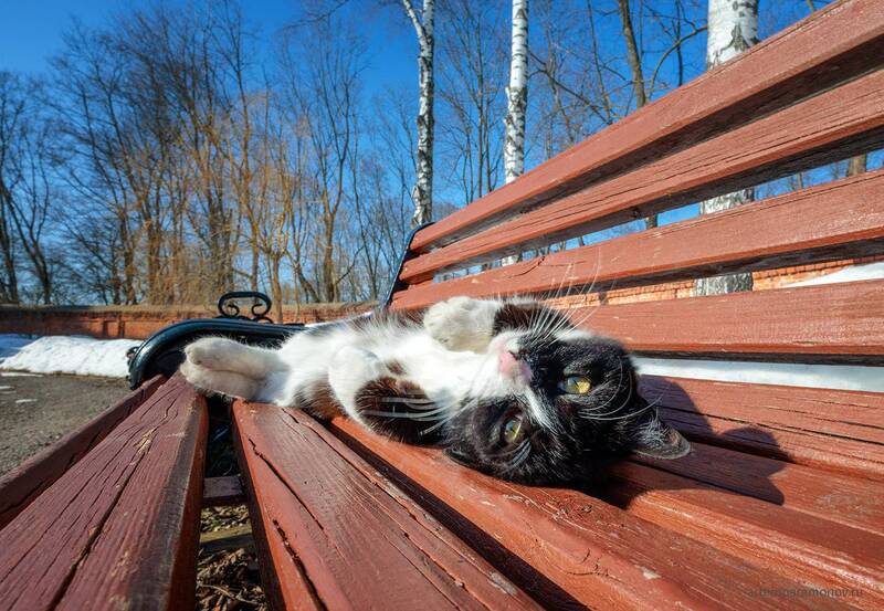 Мартовские котики в г. Богородицке фото превью