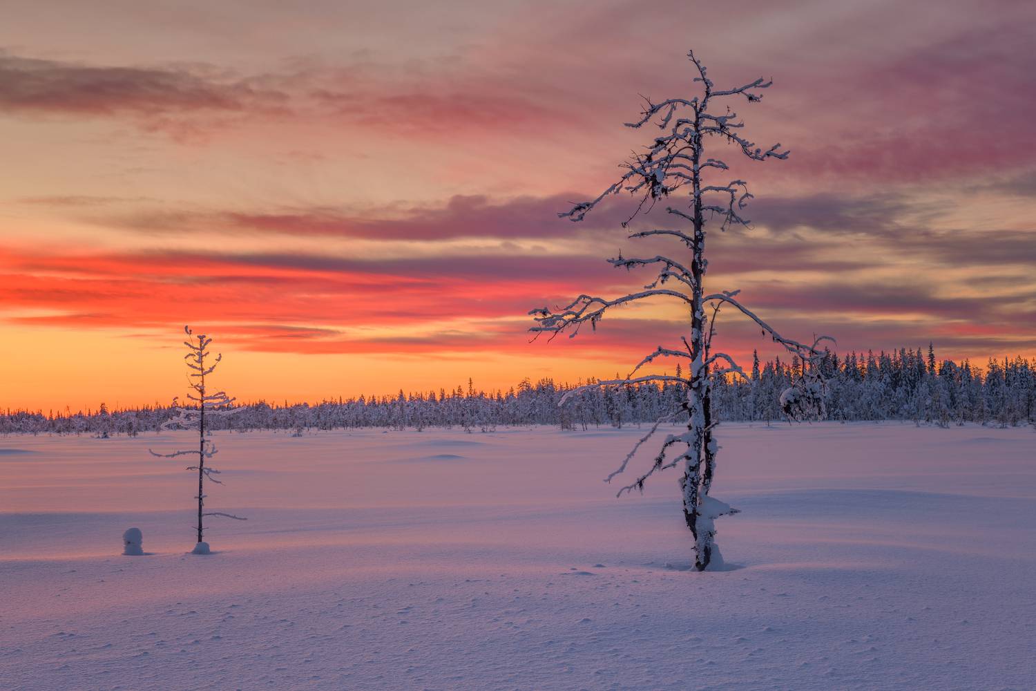 Карелия, болото, Евдокимов Максим