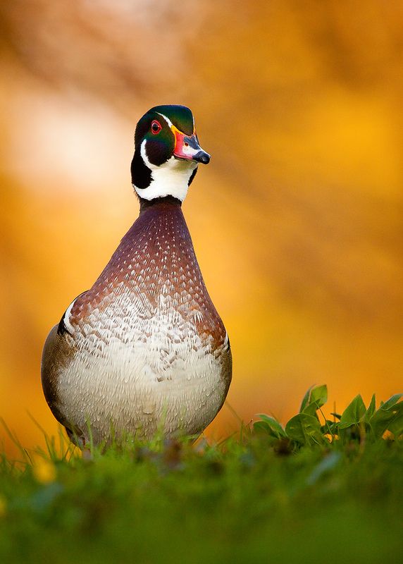 Carolin duck фото превью