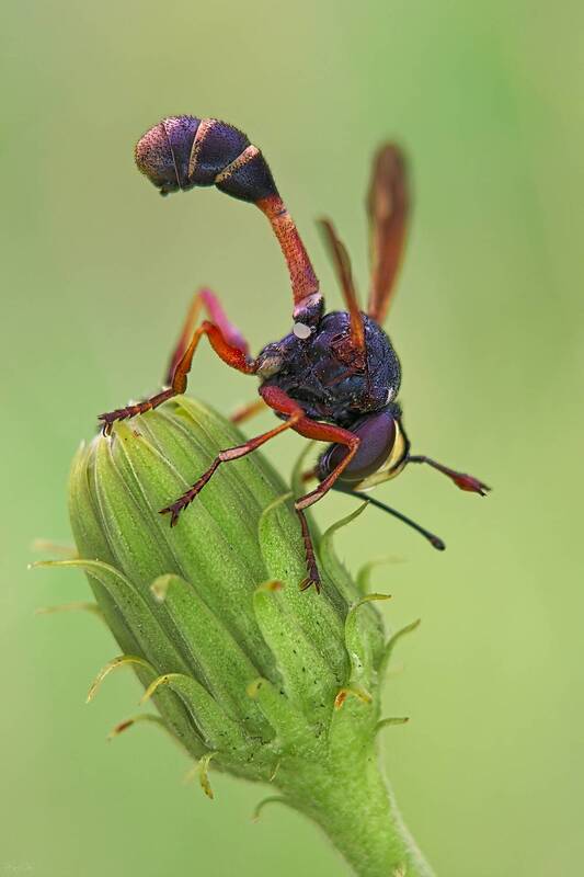 муха, большеголовка #муха15 фото превью