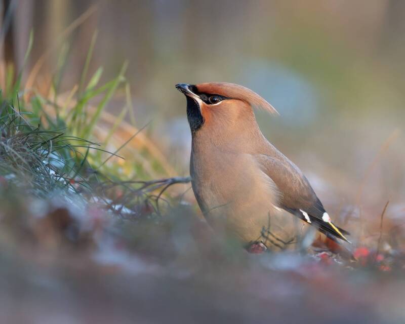 свиристель, птицы  фото превью
