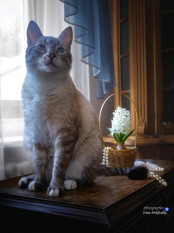 животные, домашние питомцы, интнрьер, цветы Портрет Айса с белым гиацинтом фото превью