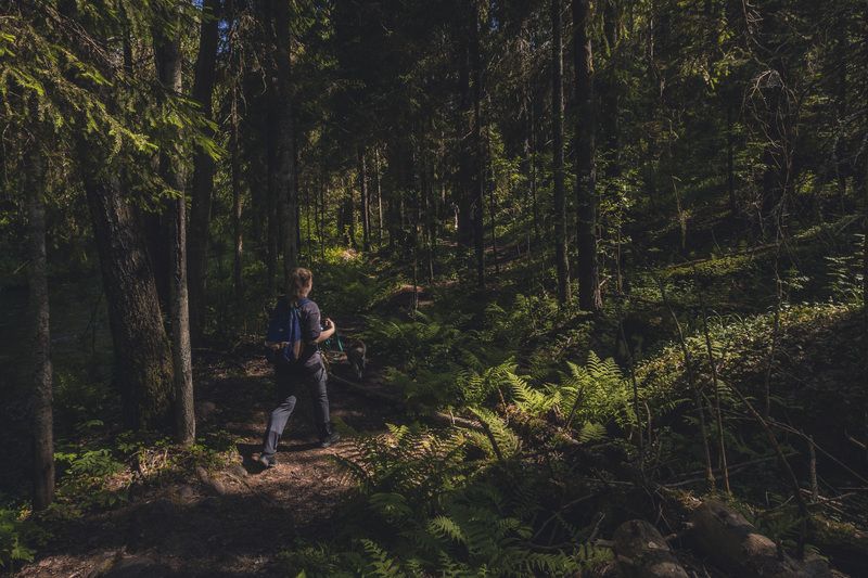 Лемболовская тропа фото превью