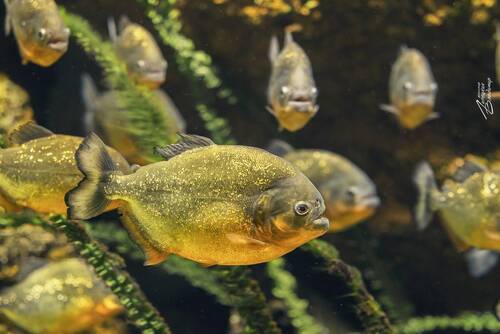 Пираньи, Санкт-Петербургский океанариум.