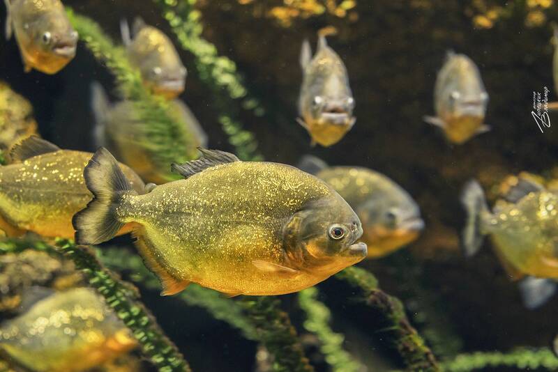 Пираньи, Санкт-Петербургский океанариум. фото превью