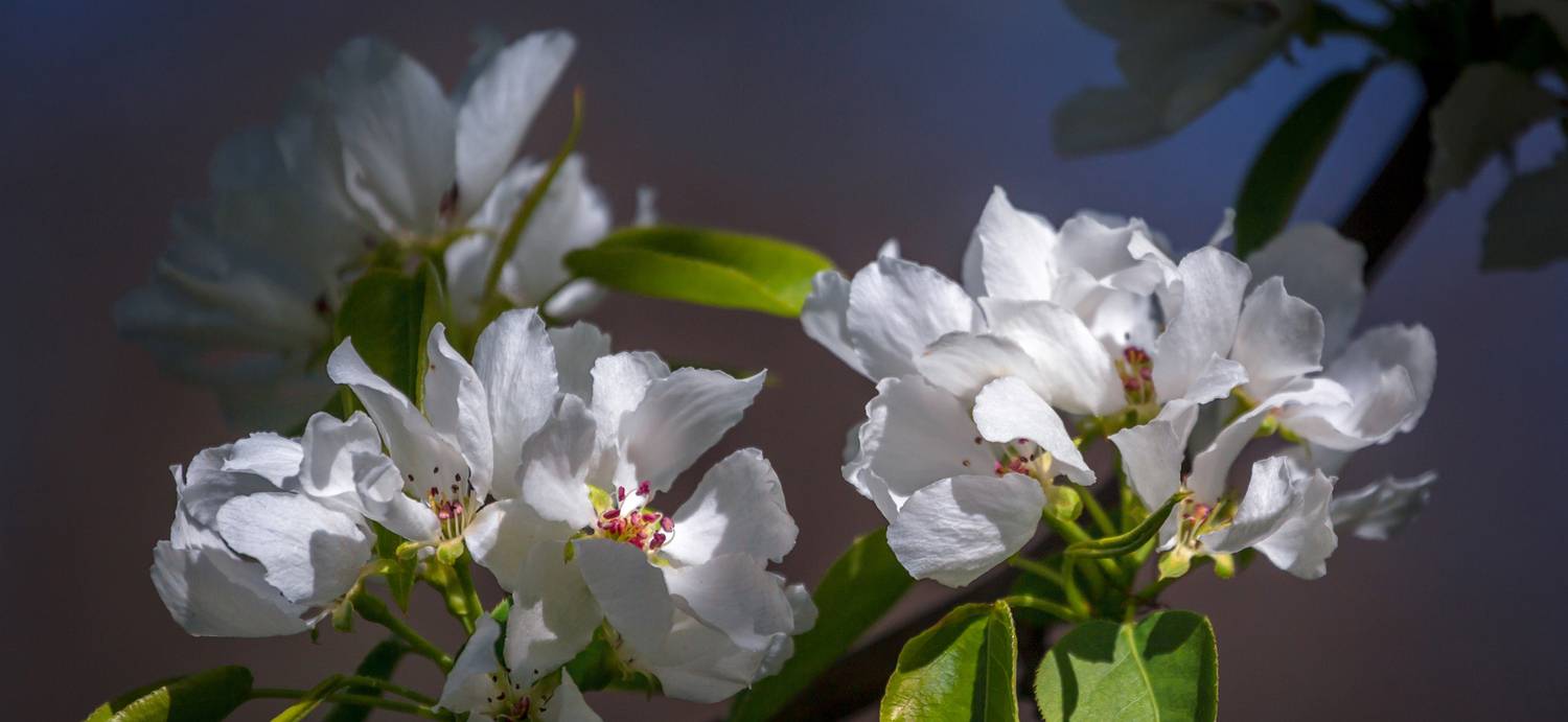 , Алексеев Сергей