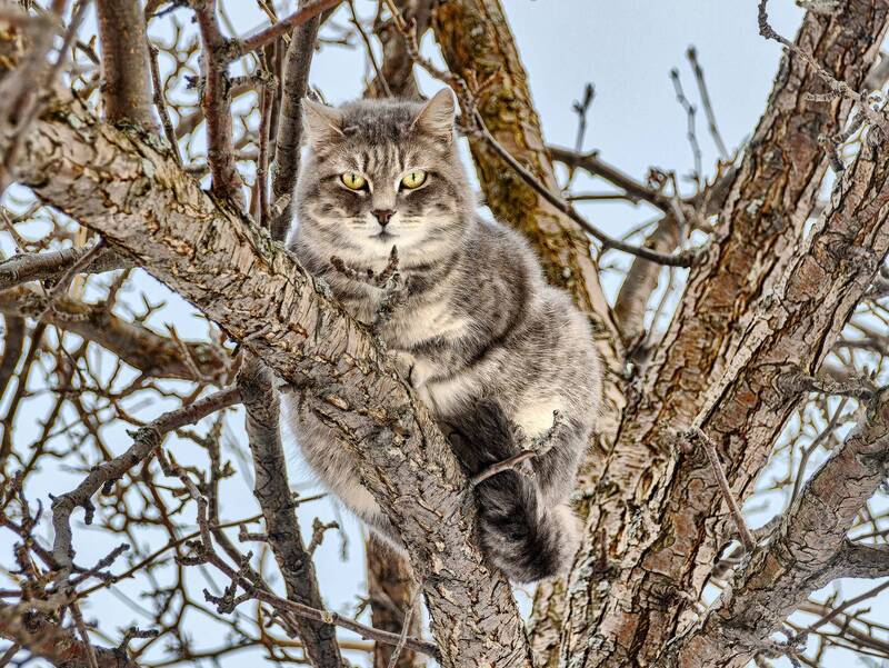 cat Кошки фото превью