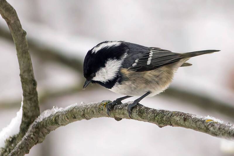 Синица-московка (Periparus ater) фото превью