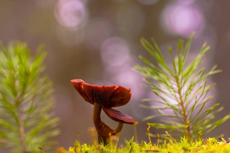 .... фото превью