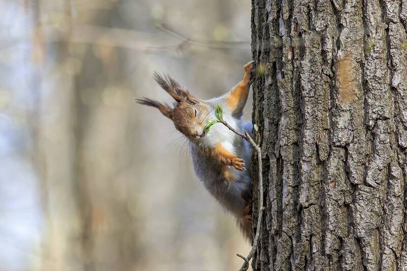 Запах весны фото превью