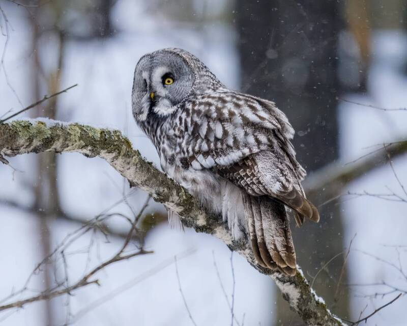 бородатая неясыть, неясыть, совы, сибирь, птицы сибири Одним зимним, снежным вечером. Бородатая неясыть / Strix nebulosa. фото превью