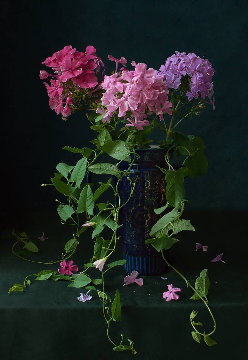 цветы, флоксы, букет, Колеснева Елена