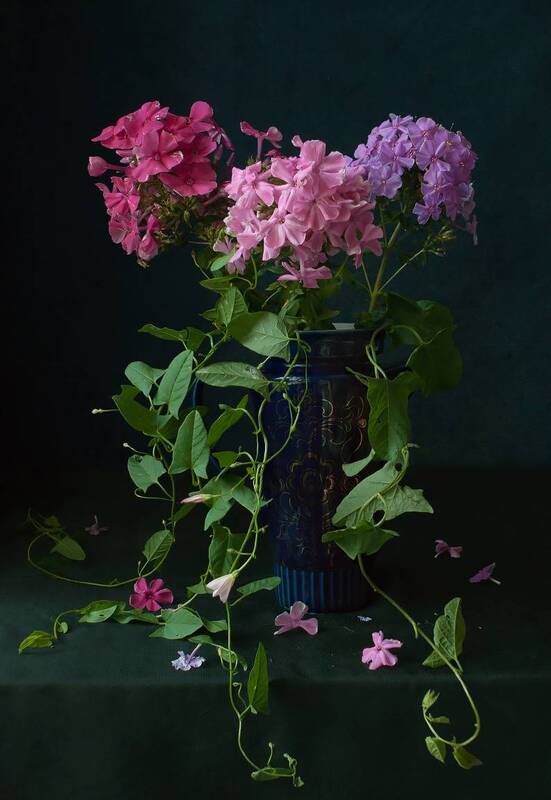 цветы, флоксы, букет Флоксы в синем кувшине фото превью