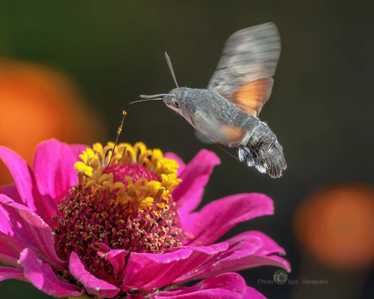 macroglossum stellatarum, языкан обыкновенный, цинния, полёт, колибри, бражник, бабочка, kwanon photo, макро, Сарапулов Игорь