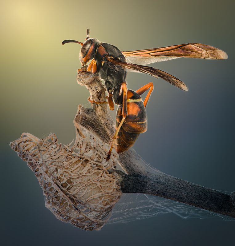 wasp, hornet, insect, macro Morning blues фото превью
