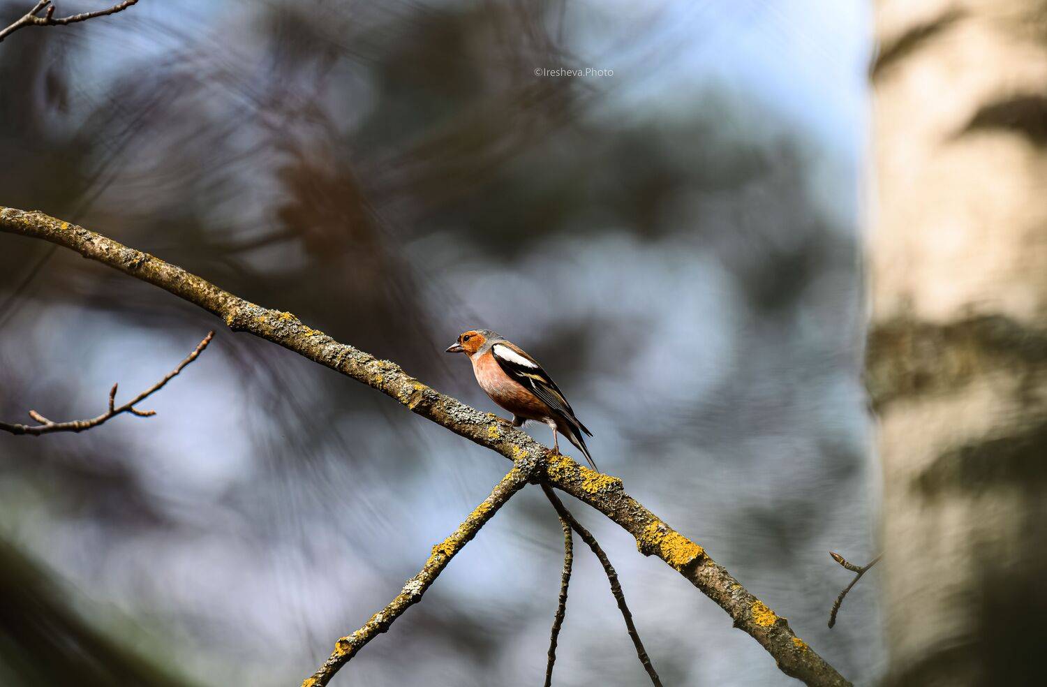Зяблик, птица, Ирешева Мария