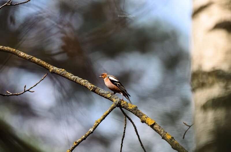 Зяблик, птица Зяблик фото превью