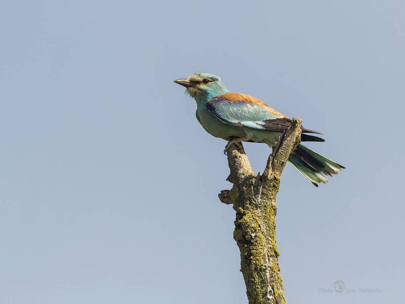 сизоворонка обыкновенная, coracias garrulus, фотоохота, птица, природа, kwanon photo Катапульта для сизоворонки фото превью