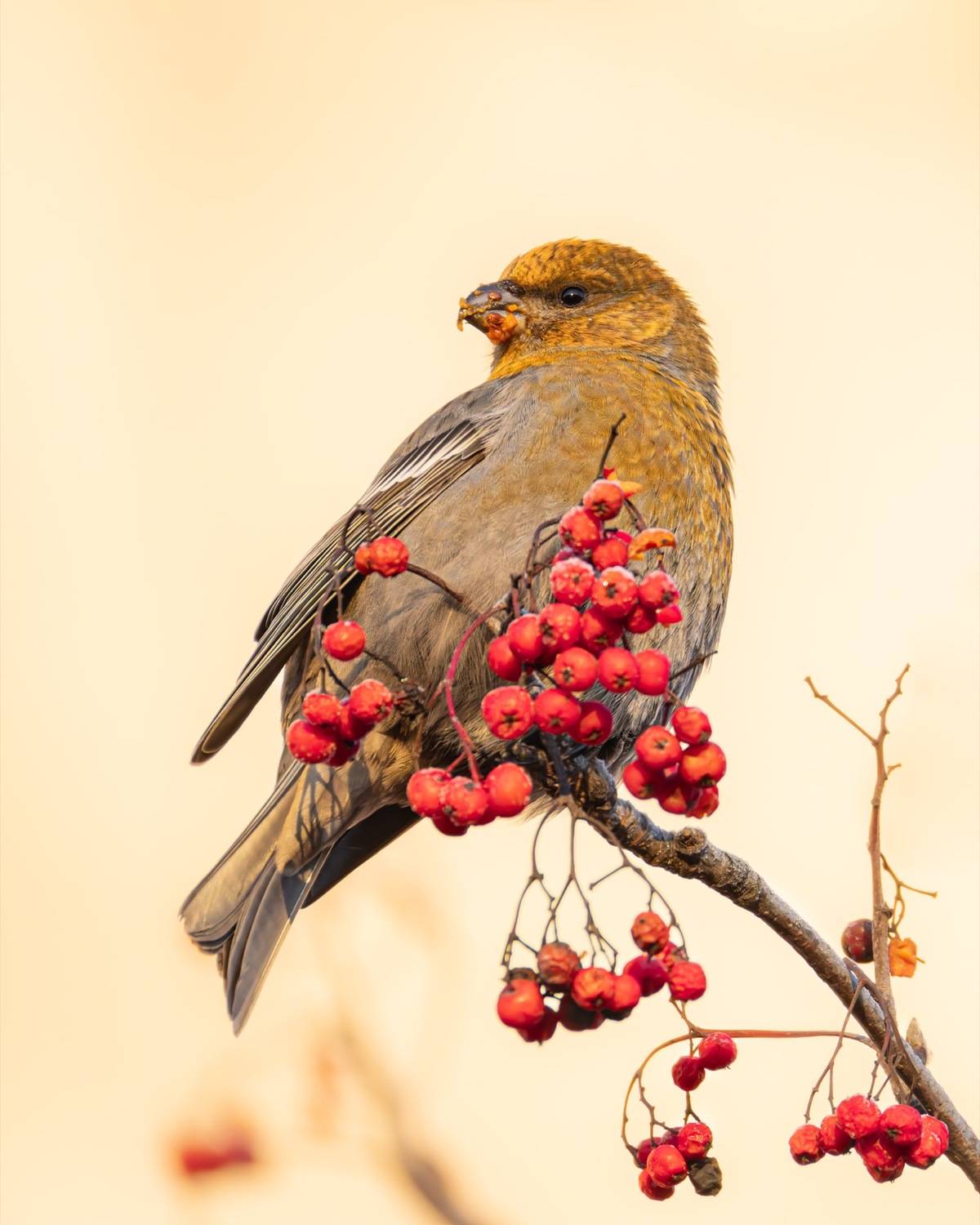 щур, рябина, птицы, Ruslan Pl