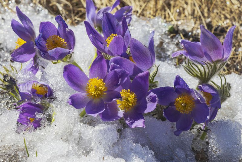 Сон-трава, цветы, весна Сон-трава фото превью