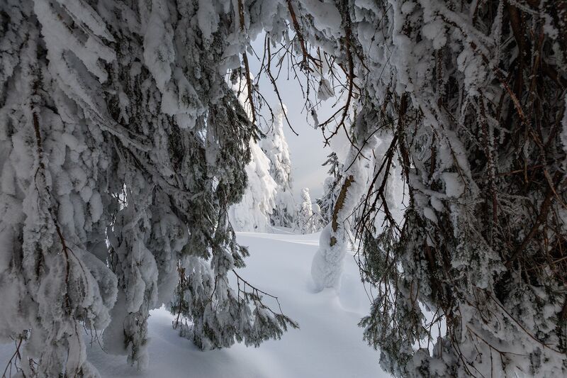 Урал, Полюд, Зима Хрустальные ветви: зимний лес на Полюде фото превью