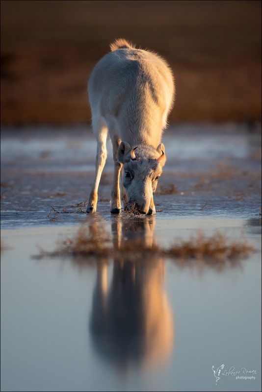 * * * фото превью