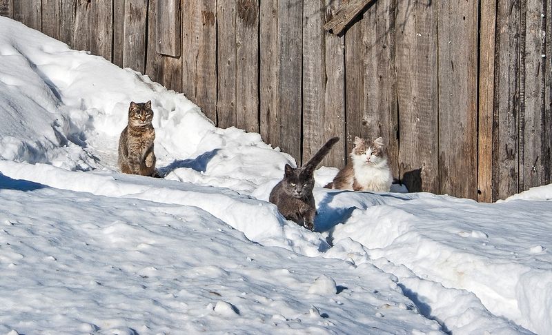 Во мне кот увидел соперника :) фото превью