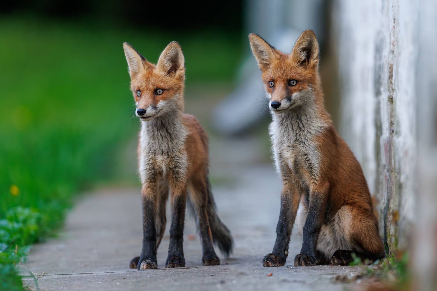 , Антон Науменко