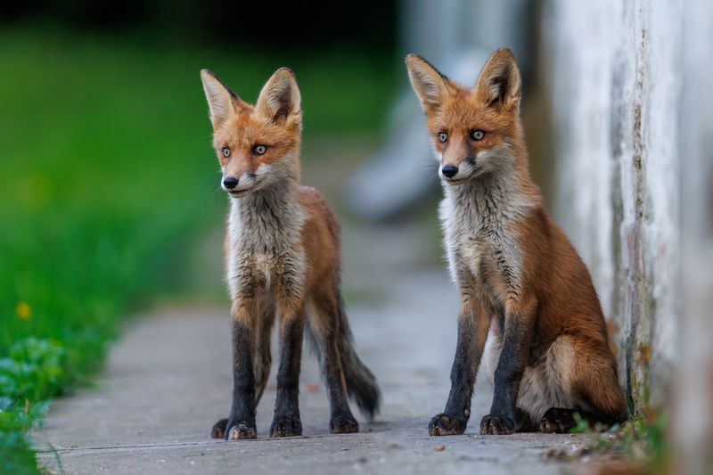 Двое из ларца фото превью