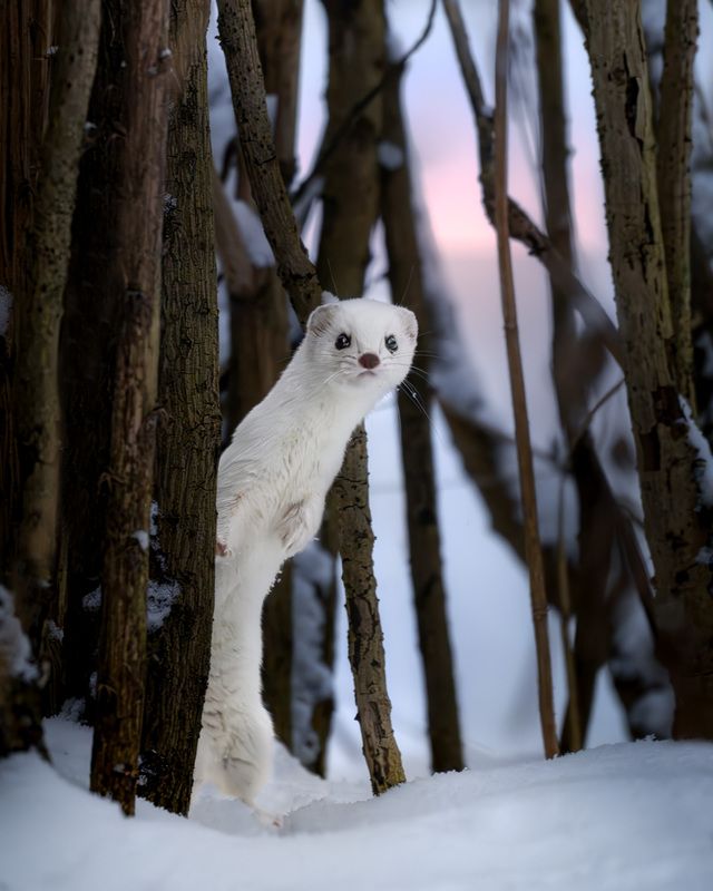 ласка, зверь, Измайлово, Москва, фотоохота, природа, лес, взгляд Любопытная ласка фото превью