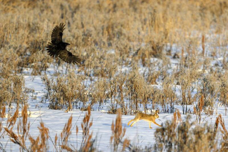 Чёрный ворон, что ты вьёшься, над моею головой! фото превью