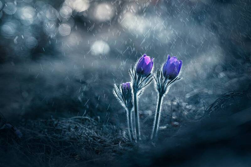 macro, close-up, wildflower, nature, scenery, flower, природа, макро The two of us + фото превью