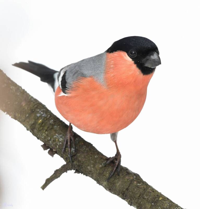 Снегирь фото превью