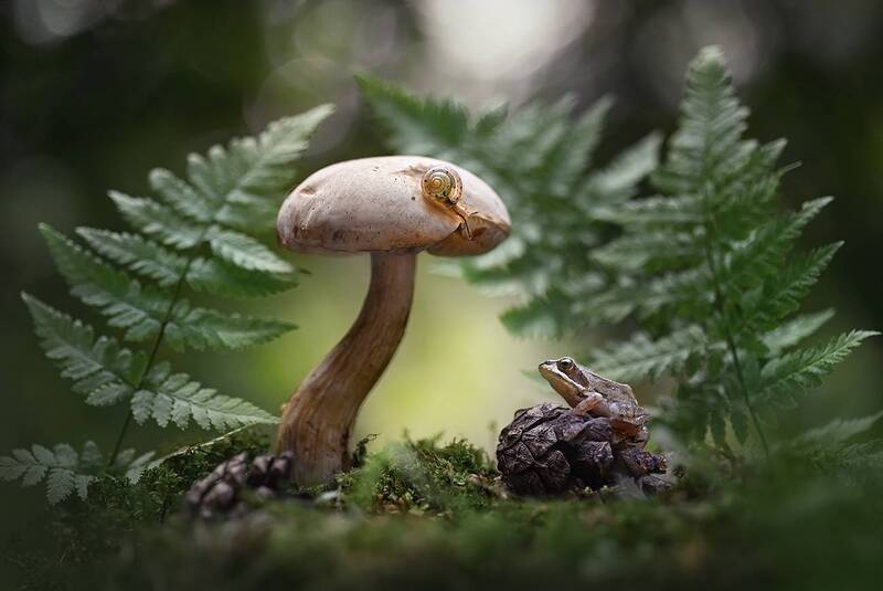 Лесная сказка фото превью